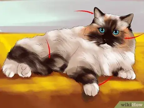 Gambar berjudul Identify a Ragdoll Cat Step 2