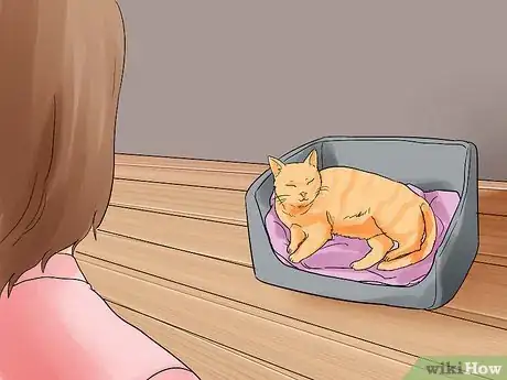 Imagem intitulada Help a Cat Give Birth Step 9