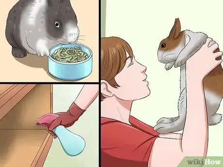 Imagem intitulada Buy a Rabbit Step 9