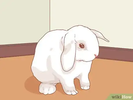 Imagem intitulada Raise a Lop Eared Rabbit As a Pet Step 4