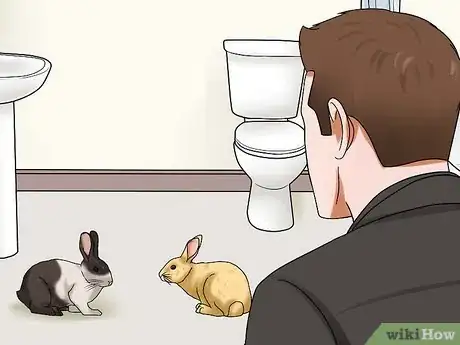 Imagem intitulada Introduce Rabbits Step 7