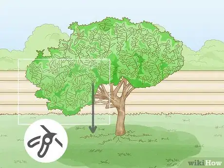 Imagem intitulada Prune a Lemon Tree Step 7