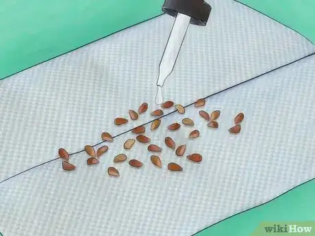 Imagem intitulada Grow Roses from Seed Step 8