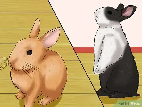 Imagem intitulada Introduce a Dog and a Rabbit Step 2