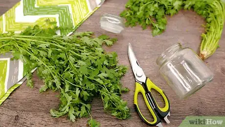 Imagem intitulada Store Cilantro Step 8