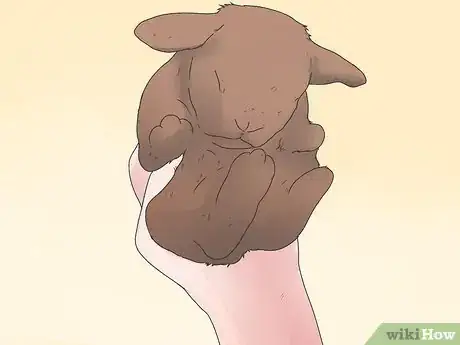 Imagem intitulada Care for Mini Lop Rabbits Step 9