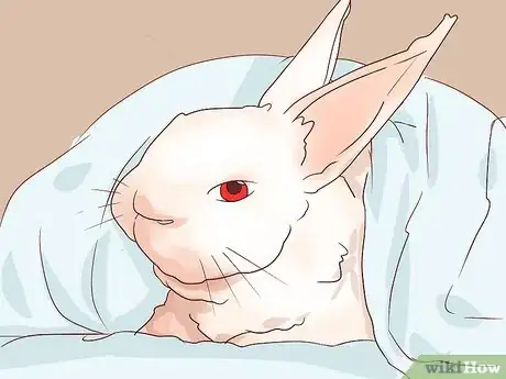 Imagem intitulada Deal with a Sick Rabbit Step 9