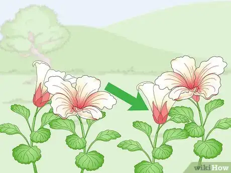 Imagem intitulada Dry a Hibiscus Flower Step 18