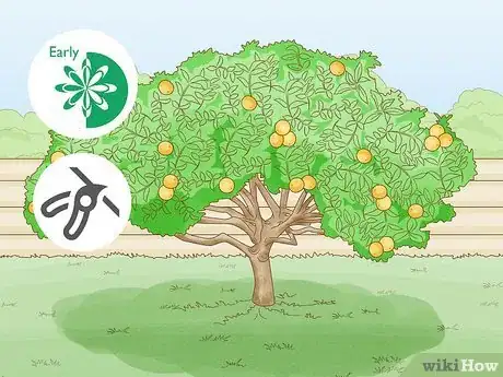 Imagem intitulada Prune a Lemon Tree Step 1