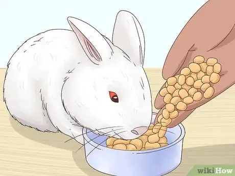 Imagem intitulada Treat Diarrhea in Rabbits Step 9