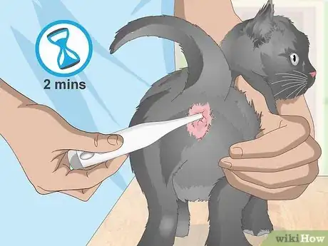 Imagem intitulada Check a Cat for Fever Step 9