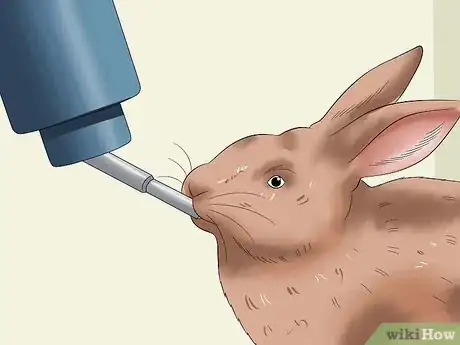 Imagem intitulada Feed a House Rabbit Step 4