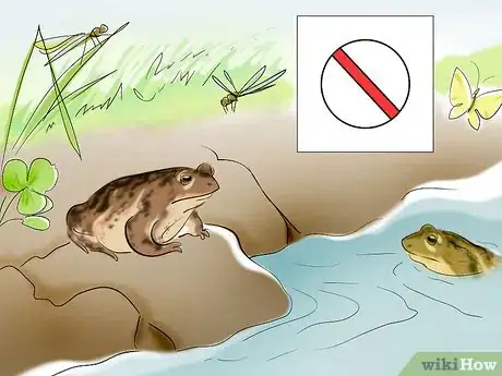 Imagem intitulada Care for a Toad Step 8