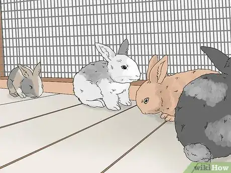 Imagem intitulada Care for a Rabbit Step 18