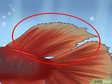 Imagem intitulada Identify Different Betta Fish Step 10
