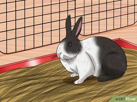 Imagem intitulada Care for Dutch Rabbits Step 3