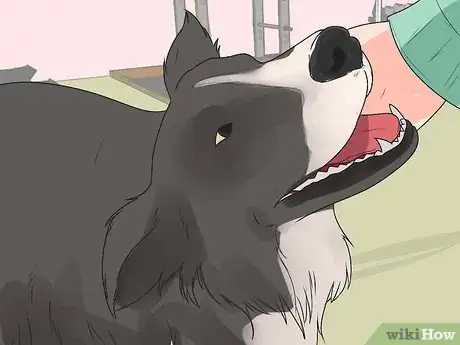 Imagem intitulada Train Border Collies Step 9
