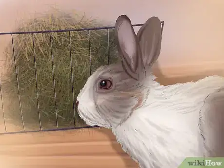 Imagem intitulada Make Your Rabbit Like You Step 6