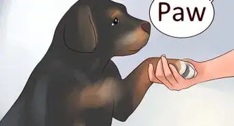 Treinar seu Filhote de Rottweiler com Comandos Simples