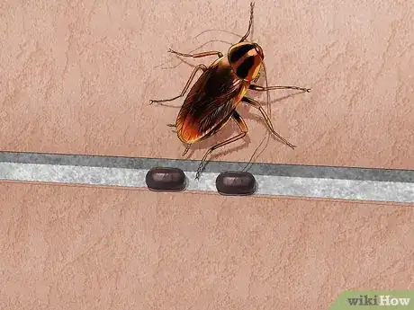 Imagem intitulada Identify a Cockroach Step 5