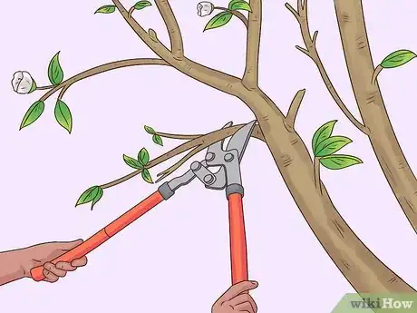 Imagem intitulada Prune a Pear Tree Step 10