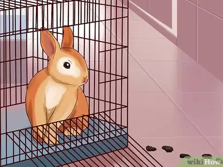 Imagem intitulada Play With Your Rabbit Step 7