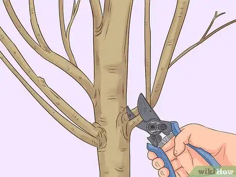 Imagem intitulada Prune a Pear Tree Step 12