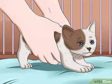 Imagem intitulada Make a Kitten Poop Step 7