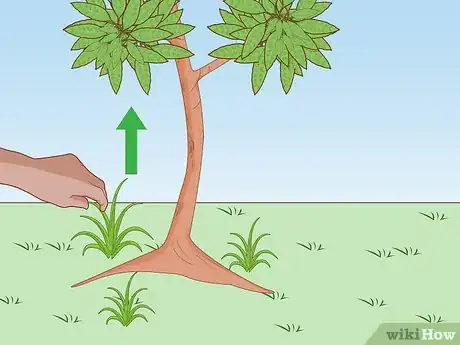 Imagem intitulada Grow a Mango Tree Step 15