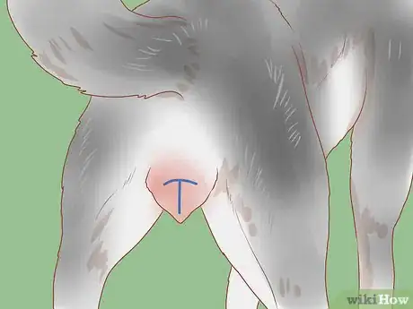 Imagem intitulada Encourage Dogs to Mate Naturally Step 5