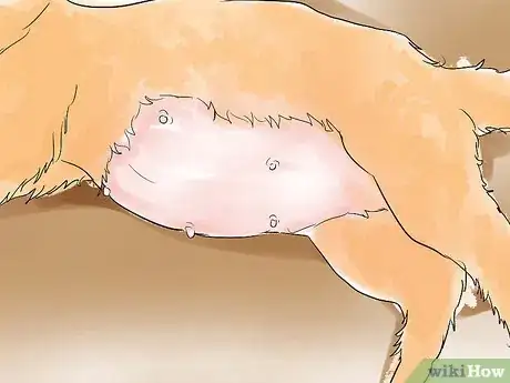 Imagem intitulada Help a Cat Give Birth Step 5