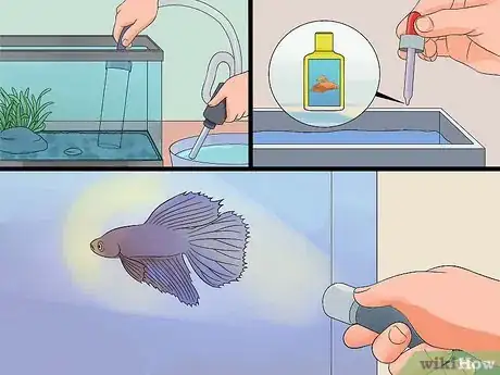 Imagem intitulada Save a Dying Betta Fish Step 9