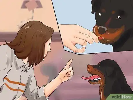 Imagem intitulada Train a Rottweiler Step 13