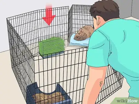 Imagem intitulada Care for a Rabbit Step 8