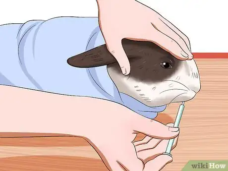 Imagem intitulada Treat Digestive Problems in Rabbits Step 8
