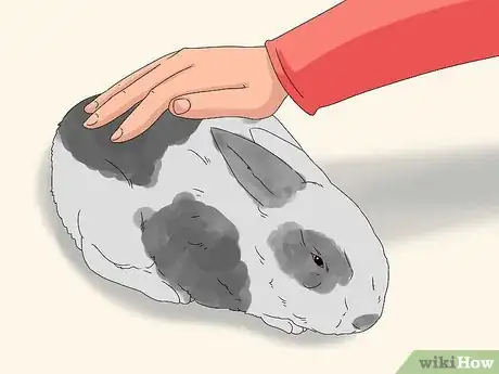 Imagem intitulada Train a Rabbit Step 17