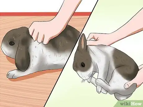 Imagem intitulada Tame Your Rabbit Step 7