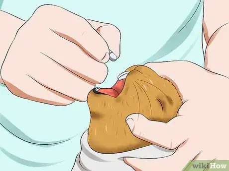 Imagem intitulada Treat Digestive Problems in Rabbits Step 9