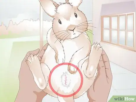 Imagem intitulada Calm a Vicious Rabbit Step 9