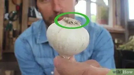 Imagem intitulada Braid Garlic Step 2