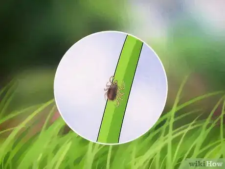 Imagem intitulada Get Rid of Ticks Around Your Home Step 7