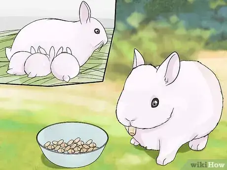 Imagem intitulada Care for Newborn Rabbits Step 10