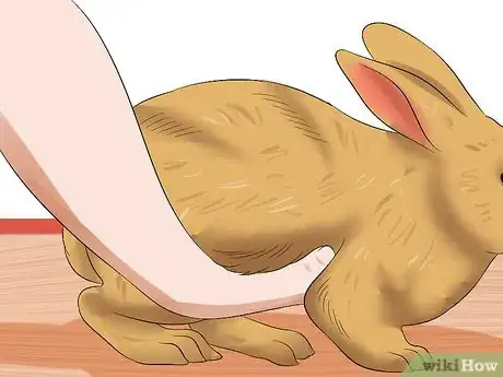 Imagem intitulada Treat Digestive Problems in Rabbits Step 4