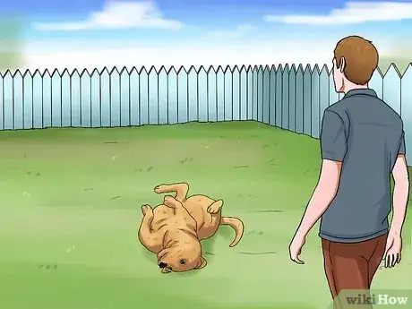 Imagem intitulada Introduce a Dog and a Rabbit Step 5