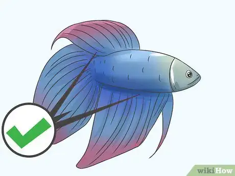 Imagem intitulada Tell How Old a Betta Fish Is Step 2
