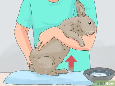 Imagem intitulada Care for a Rabbit Step 16
