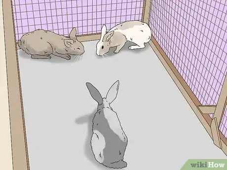 Imagem intitulada Care for a Rabbit Step 19