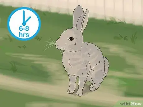 Imagem intitulada Care for a Rabbit Step 14