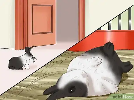 Imagem intitulada Care for Dutch Rabbits Step 5