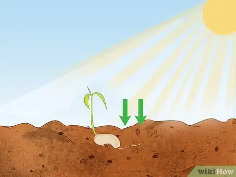 Imagem intitulada Grow a Mango Tree Step 10